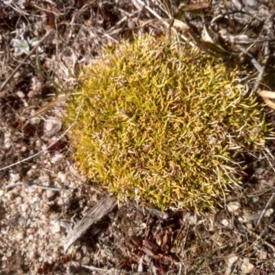 Scleranthus biflorus (Twin-flower Knawel) at Mount Clear, ACT - 21 Aug 2022 by mahargiani