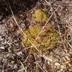 Scleranthus biflorus at Mount Clear, ACT - 21 Aug 2022 11:15 AM