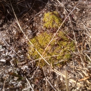 Scleranthus biflorus at Mount Clear, ACT - 21 Aug 2022 11:15 AM