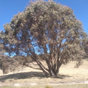 Eucalyptus stellulata at Namadgi National Park - 21 Aug 2022 12:45 PM