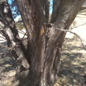 Eucalyptus stellulata at Namadgi National Park - 21 Aug 2022 12:45 PM