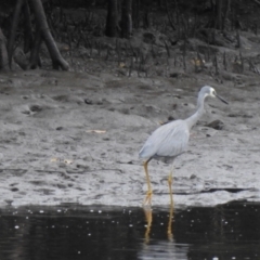 Egretta novaehollandiae (White-faced Heron) at Mowbray, QLD - 7 Aug 2022 by GlossyGal