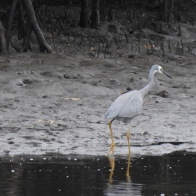 Egretta novaehollandiae (White-faced Heron) at Mowbray, QLD - 7 Aug 2022 by GlossyGal