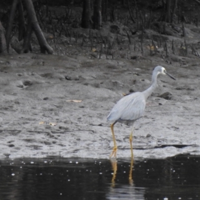 Egretta novaehollandiae (White-faced Heron) at Mowbray, QLD - 6 Aug 2022 by GlossyGal