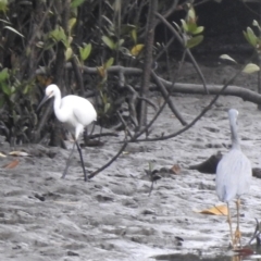 Egretta garzetta at Mowbray, QLD - 7 Aug 2022 07:54 AM