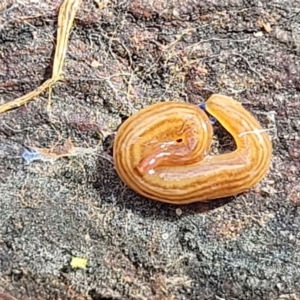 Fletchamia quinquelineata at O'Connor, ACT - 22 Aug 2022 11:35 AM