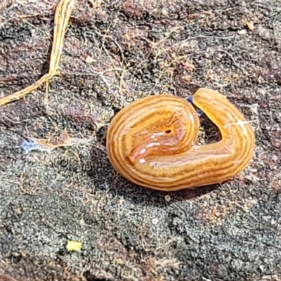 Fletchamia quinquelineata (Five-striped flatworm) at O'Connor, ACT - 22 Aug 2022 by trevorpreston