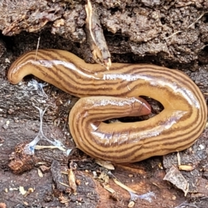 Fletchamia quinquelineata at O'Connor, ACT - 22 Aug 2022