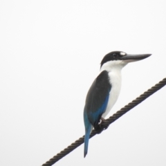 Todiramphus sordidus (Torresian Kingfisher) at Mowbray, QLD - 7 Aug 2022 by GlossyGal