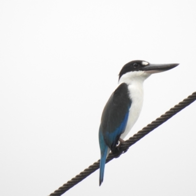 Todiramphus sordidus (Torresian Kingfisher) at Mowbray, QLD - 7 Aug 2022 by GlossyGal