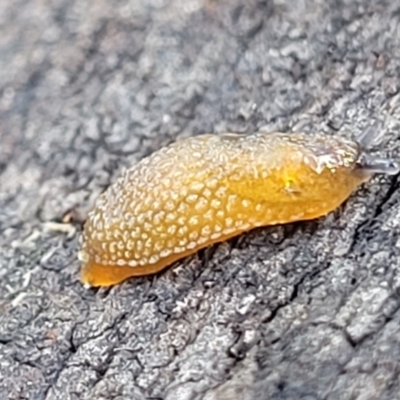 Arion intermedius (Hedgehog Slug) at O'Connor, ACT - 22 Aug 2022 by trevorpreston