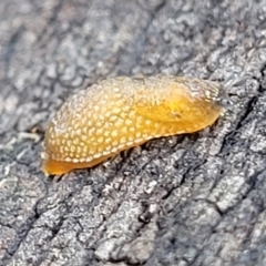 Arion intermedius at O'Connor, ACT - 22 Aug 2022 11:43 AM