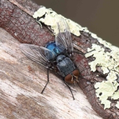 Calliphora vicina (European bluebottle) at O'Connor, ACT - 20 Aug 2022 by ConBoekel