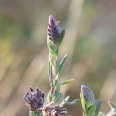 Lavandula stoechas (Spanish Lavender or Topped Lavender) at O'Connor, ACT - 20 Aug 2022 by ConBoekel
