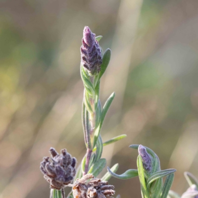 Lavandula stoechas (Spanish Lavender or Topped Lavender) at O'Connor, ACT - 20 Aug 2022 by ConBoekel