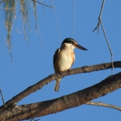 Todiramphus sanctus (Sacred Kingfisher) at Oak Beach, QLD - 20 Aug 2022 by GlossyGal