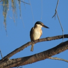 Todiramphus sanctus (Sacred Kingfisher) at Oak Beach, QLD - 19 Aug 2022 by GlossyGal