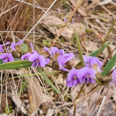 Hovea heterophylla (Common Hovea) at Isaacs Ridge - 22 Aug 2022 by Mike