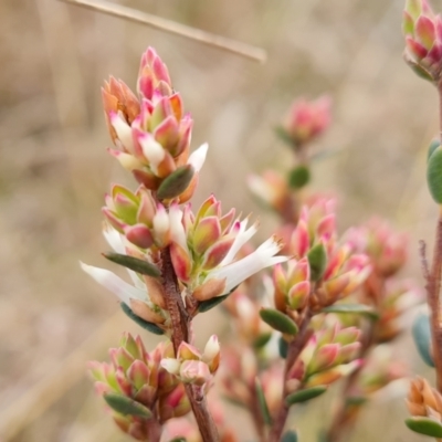 Brachyloma daphnoides (Daphne Heath) at Jerrabomberra, ACT - 22 Aug 2022 by Mike