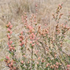 Brachyloma daphnoides at Jerrabomberra, ACT - 22 Aug 2022