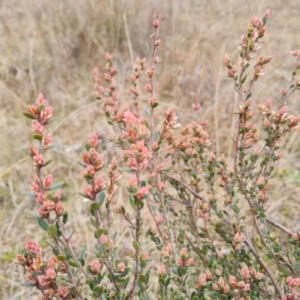 Brachyloma daphnoides at Jerrabomberra, ACT - 22 Aug 2022