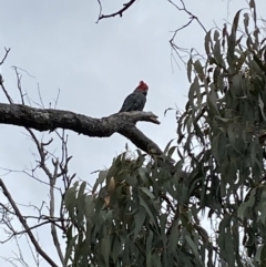 Callocephalon fimbriatum (Gang-gang Cockatoo) at Mount Majura - 22 Aug 2022 by SteveBorkowskis