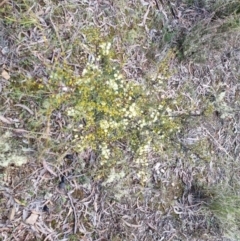 Acacia genistifolia at Bungendore, NSW - 22 Aug 2022