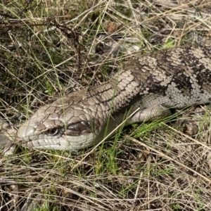 Tiliqua scincoides scincoides at Watson, ACT - 22 Aug 2022 01:23 PM