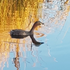 Tachybaptus novaehollandiae (Australasian Grebe) at Black Flat at Corrowong - 21 Aug 2022 by BlackFlat