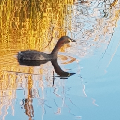 Tachybaptus novaehollandiae (Australasian Grebe) at Black Flat at Corrowong - 21 Aug 2022 by BlackFlat