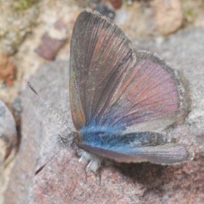 Erina acasta (Blotched Dusky-blue) at Molonglo Valley, ACT - 22 Aug 2022 by Harrisi