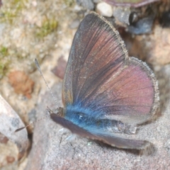 Erina acasta at Molonglo Valley, ACT - 22 Aug 2022