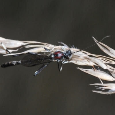 Pseudofoenus sp. (genus) (Unidentified bee-parasite wasp, burrowing bee parasite wasp) at Stromlo, ACT - 22 Aug 2022 by Harrisi