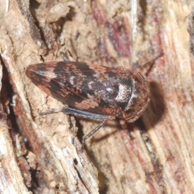 Eurypella tasmaniensis (Eurypella tasmaniensis) at Stromlo, ACT - 22 Aug 2022 by Harrisi