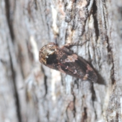 Eurypella tasmaniensis at Stromlo, ACT - 22 Aug 2022