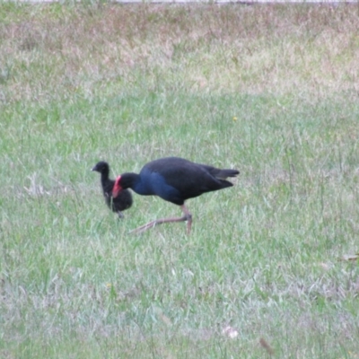 Porphyrio melanotus (Australasian Swamphen) at Mogo, NSW - 19 Dec 2021 by Amata