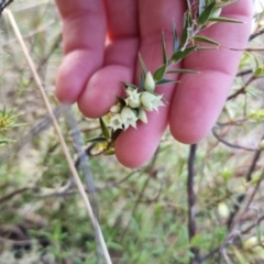 Melichrus urceolatus (Urn Heath) at Bungendore, NSW - 22 Aug 2022 by clarehoneydove