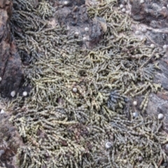 Hormosira banksii (Neptune's Necklace) at Lilli Pilli, NSW - 19 Dec 2021 by Amata