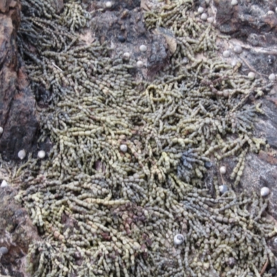 Hormosira banksii (Neptune's Necklace) at Lilli Pilli, NSW - 19 Dec 2021 by Amata