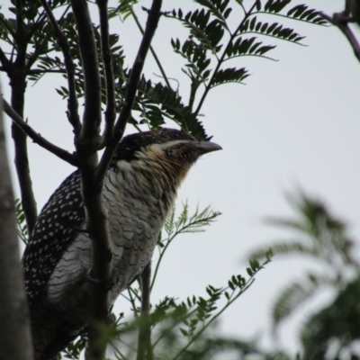 Eudynamys orientalis (Pacific Koel) at Lilli Pilli, NSW - 19 Dec 2021 by Birdy