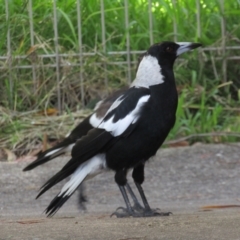 Gymnorhina tibicen (Australian Magpie) at Lilli Pilli, NSW - 21 Dec 2021 by Amata