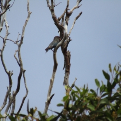 Eurystomus orientalis (Dollarbird) at Lilli Pilli, NSW - 21 Dec 2021 by Birdy