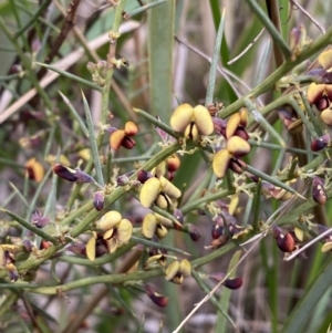 Daviesia genistifolia at Watson, ACT - 22 Aug 2022 02:14 PM