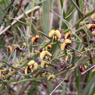 Daviesia genistifolia (Broom Bitter Pea) at Watson, ACT - 22 Aug 2022 by SteveBorkowskis