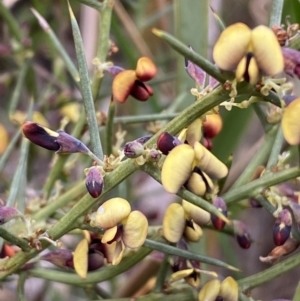 Daviesia genistifolia at Watson, ACT - 22 Aug 2022