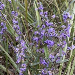 Hovea heterophylla (Common Hovea) at Watson, ACT - 22 Aug 2022 by SteveBorkowskis