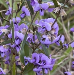 Hovea heterophylla at Watson, ACT - 22 Aug 2022