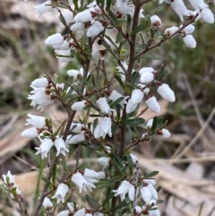 Cryptandra amara (Bitter Cryptandra) at Watson, ACT - 22 Aug 2022 by SteveBorkowskis