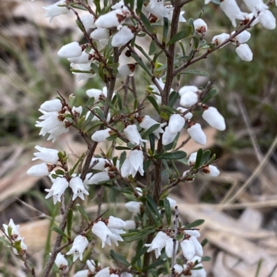 Cryptandra amara (Bitter Cryptandra) at Watson, ACT - 22 Aug 2022 by SteveBorkowskis