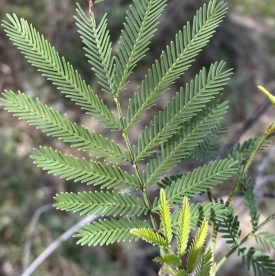 Acacia decurrens (Green Wattle) at Watson, ACT - 22 Aug 2022 by Steve_Bok